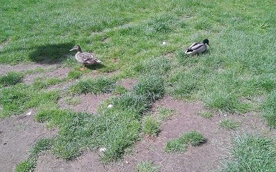 NUEVOS VECINOS EN NUESTRO BARRIO. . .