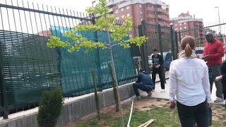 RENOVACIÓN ARBOLES Y VALLADO INFANTIL