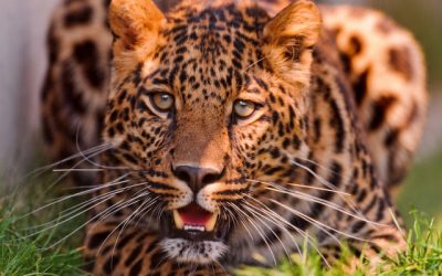 Cross 2018: 10 consejos para una buena carrera